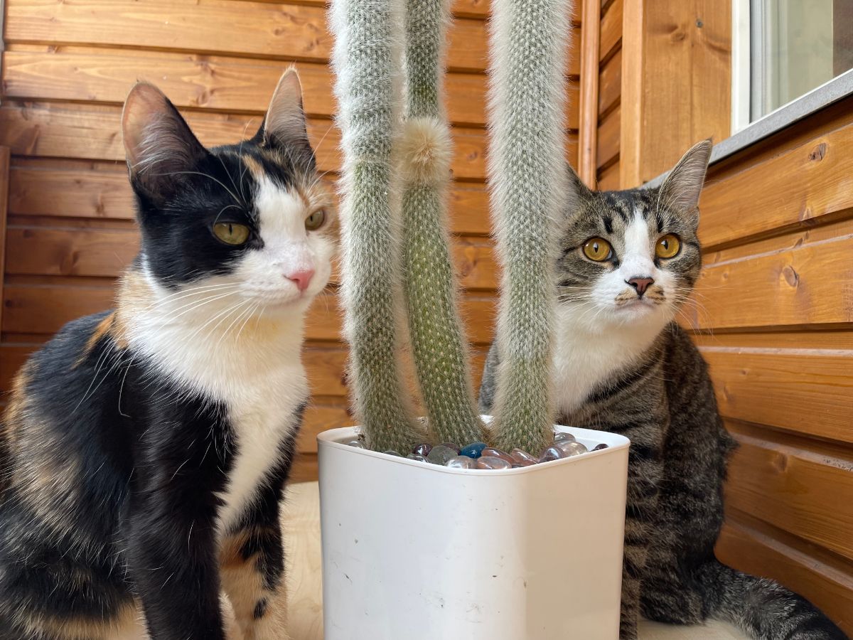 Two cats sitting next to a potted cactus plant