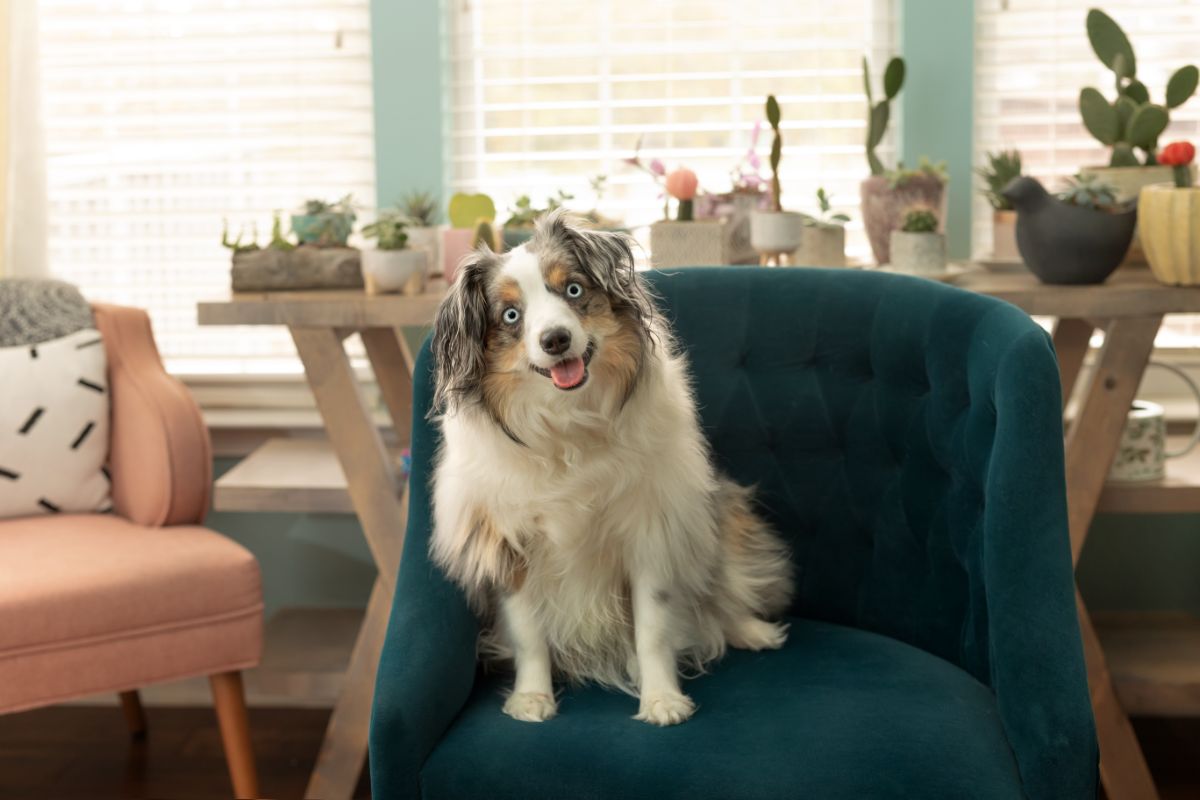 A happy, smiling dog in a chair safe from toxic succulents