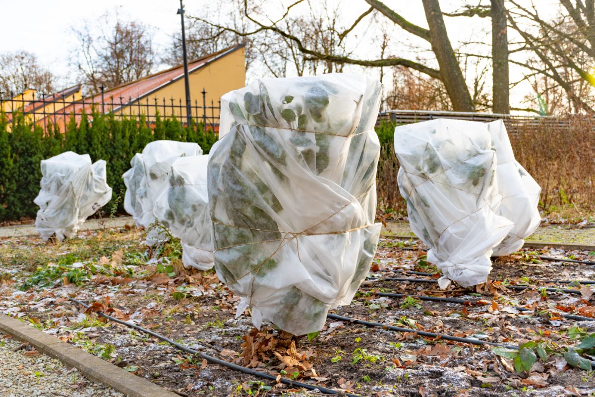 Shrubs wrapped in row cover cloth for winter protection