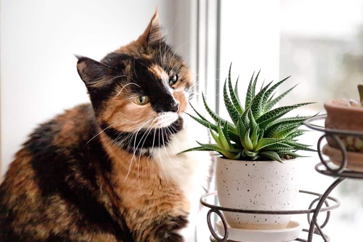 A curious cat investigating a succulent houseplant