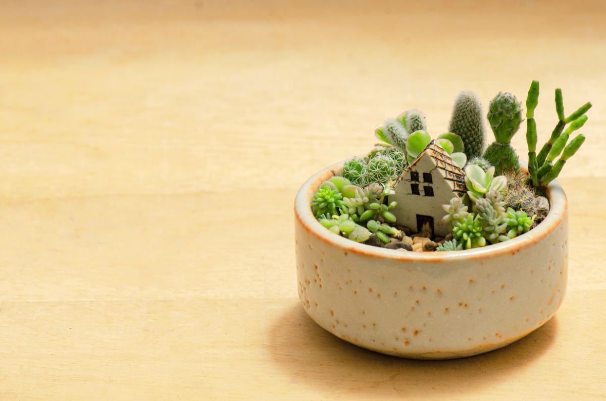 A tiny English Garden style potted fairy garden