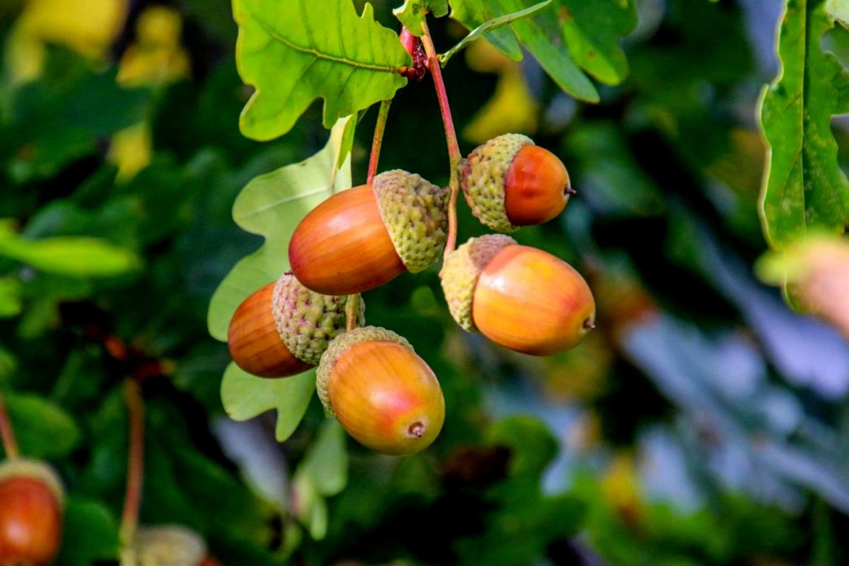 Ripening acorns hanging on an oak tree