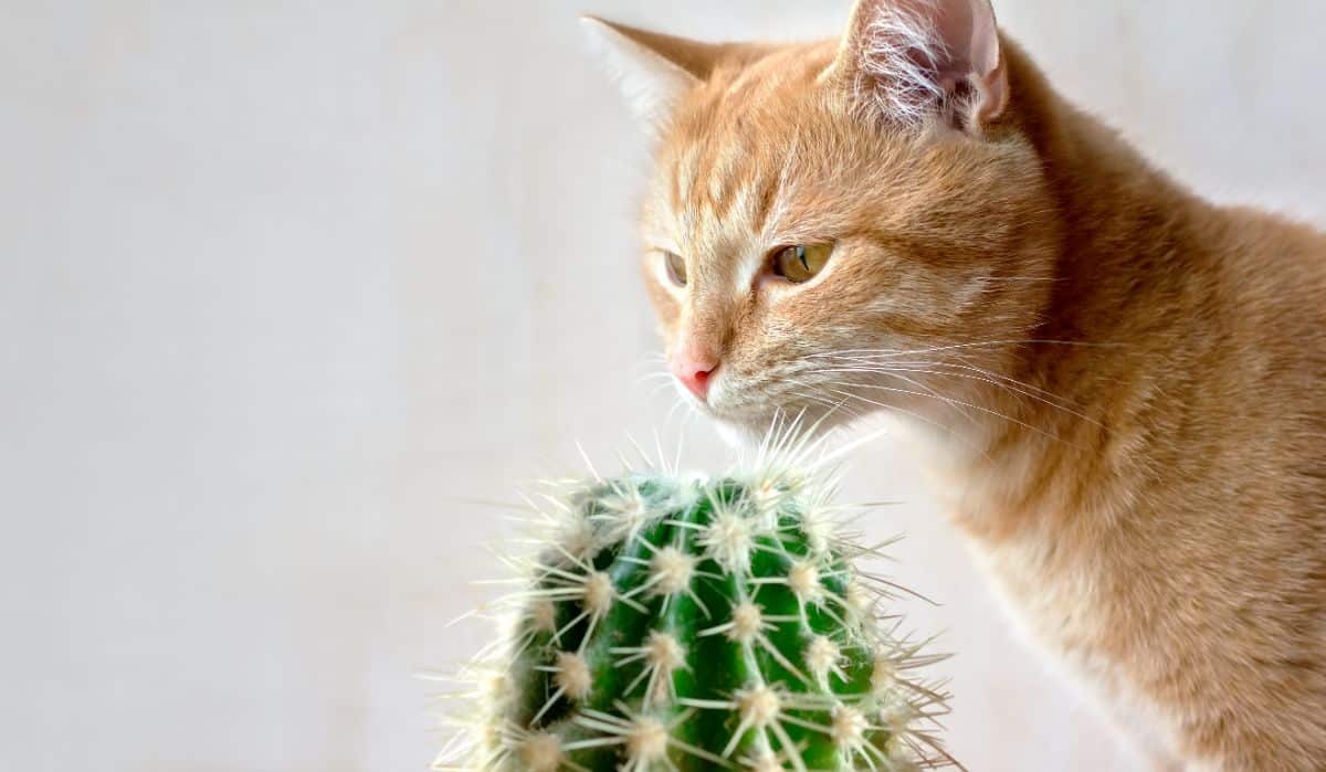 A cat interested in a spiky potted cactus