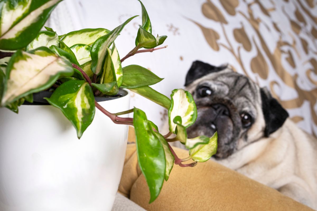 A pug dog with an interest in a potted houseplant