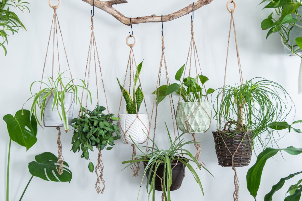 A unique hanging houseplant arrangement on a branch