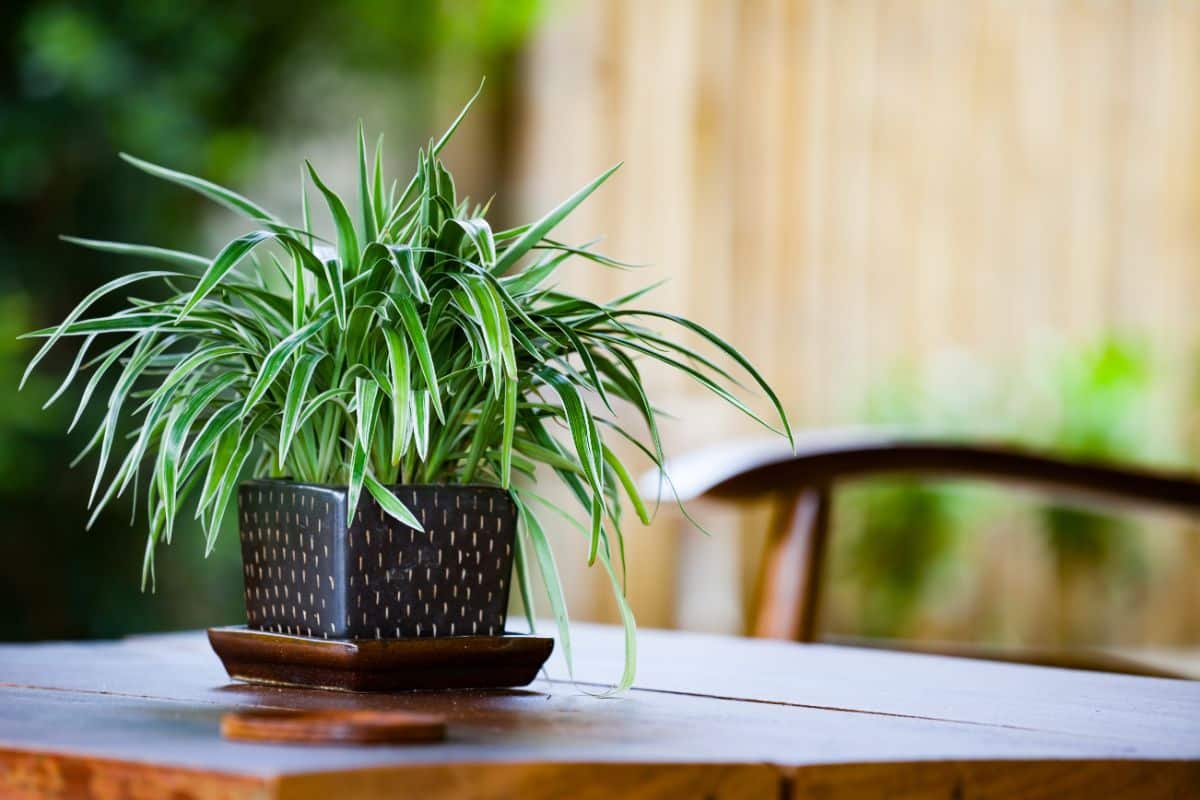 A potted spider plant in a square pot sitting on a table