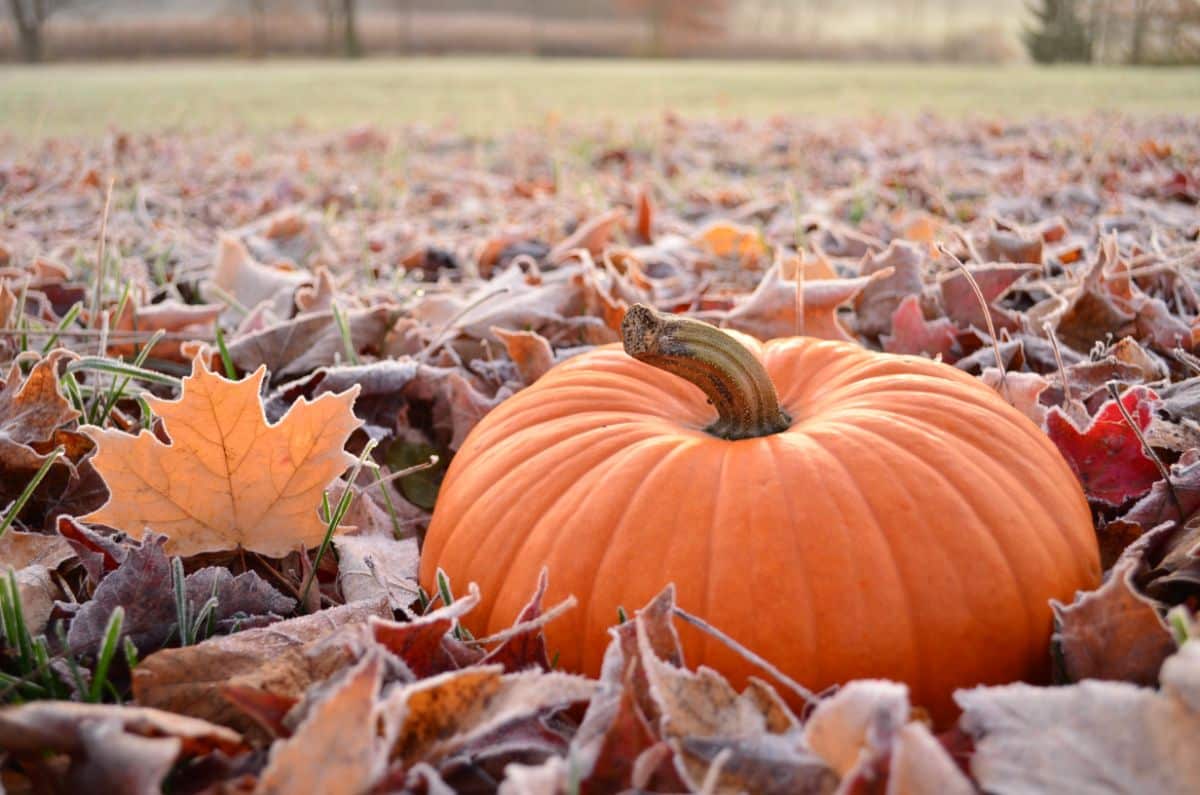 A pumpkin set on frosty leaves