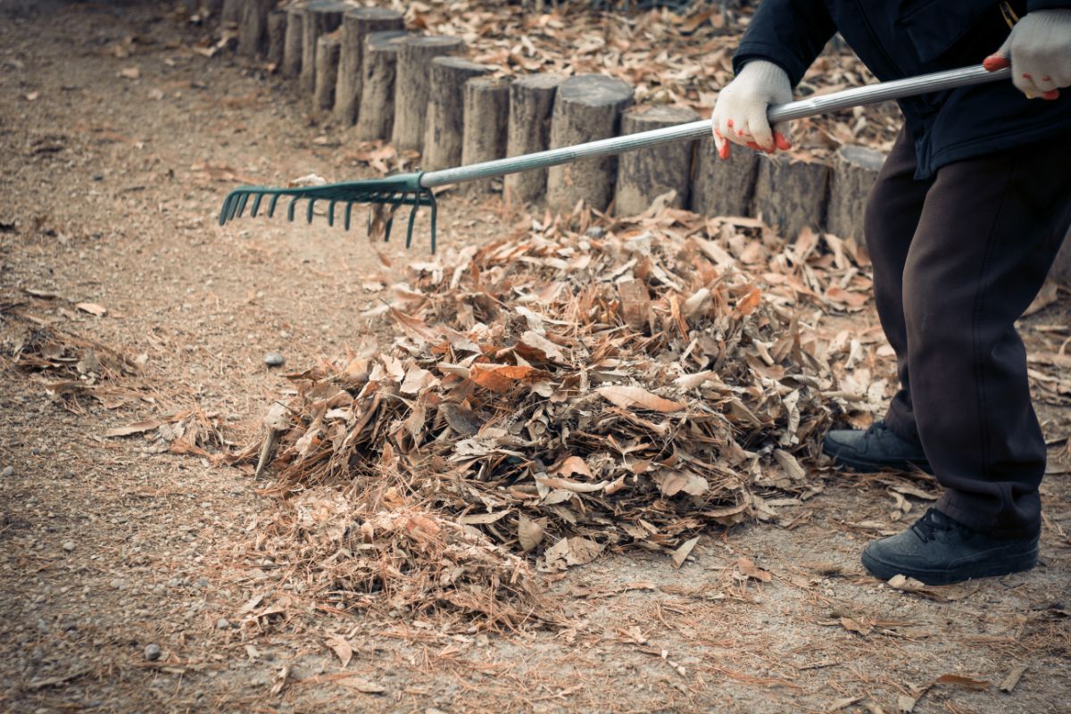 A gardener raking leaves to clean up the fall garden