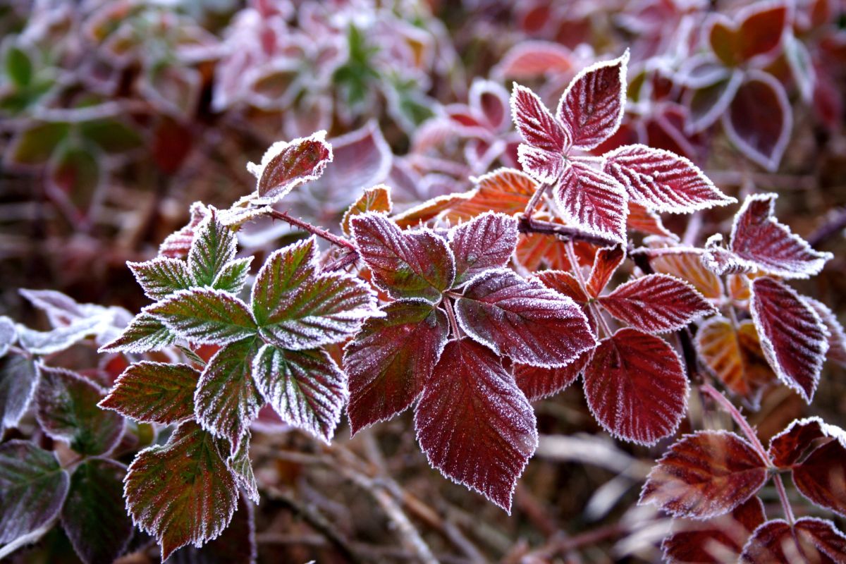 Frost on perennial leaves