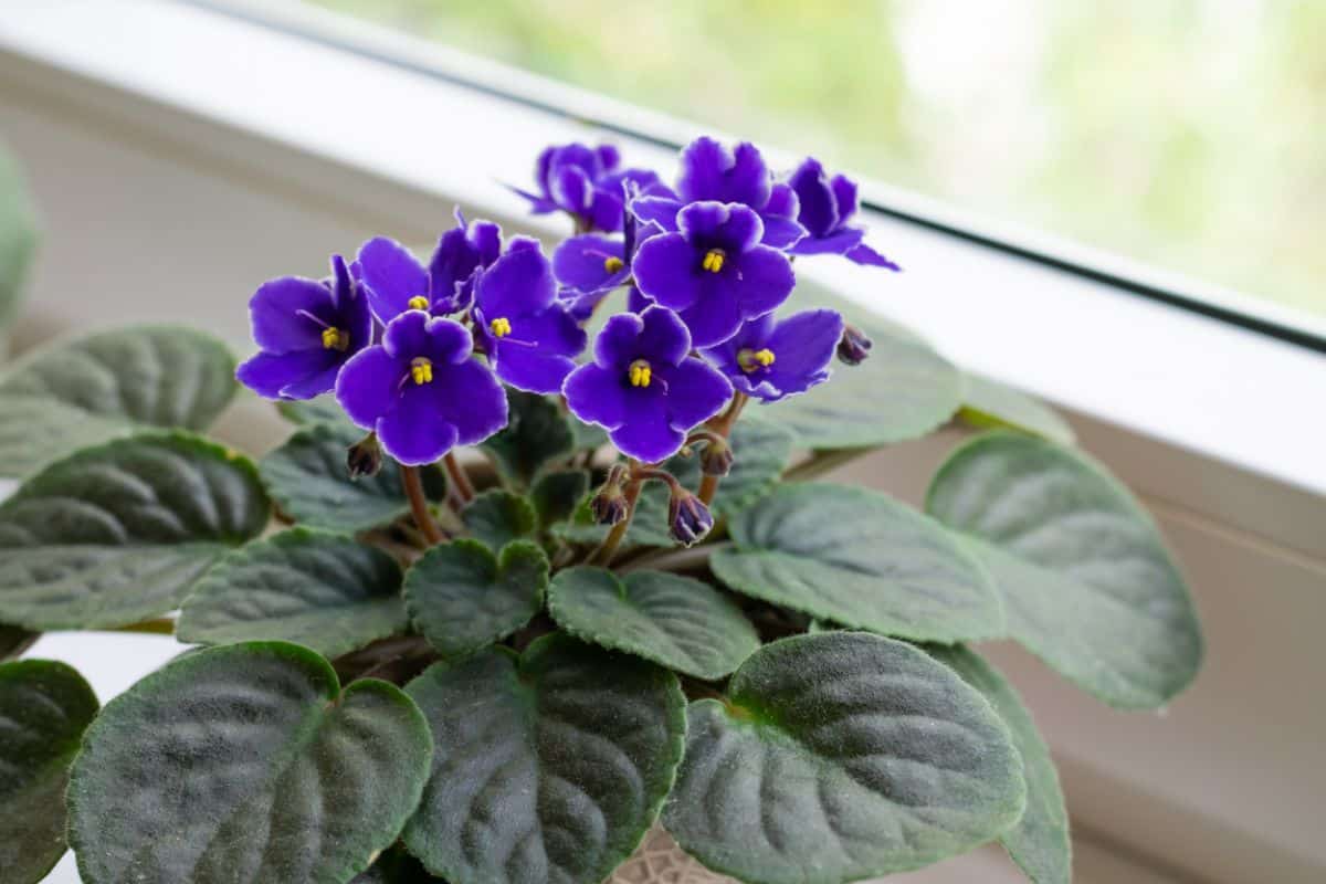 Closeup of a purple flowering African violet plant