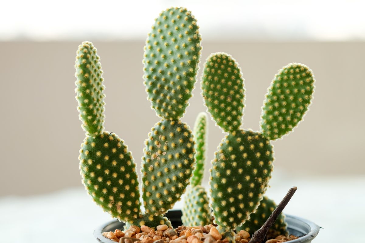 A potted bunny ear cactus