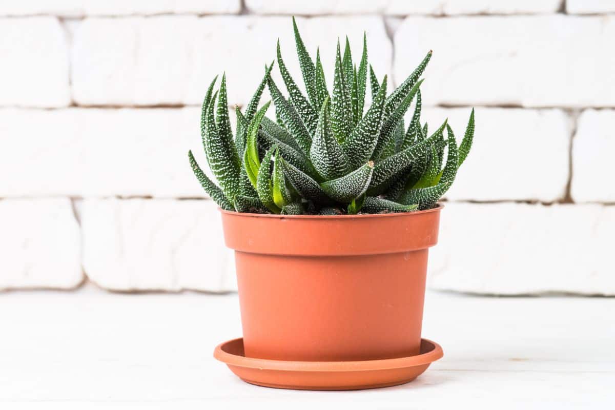 Potted pet-friendly Haworthia plant