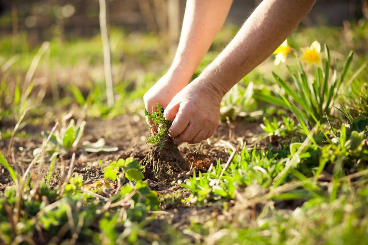 A gardener pulling out a weed to stop it from spreading more seed