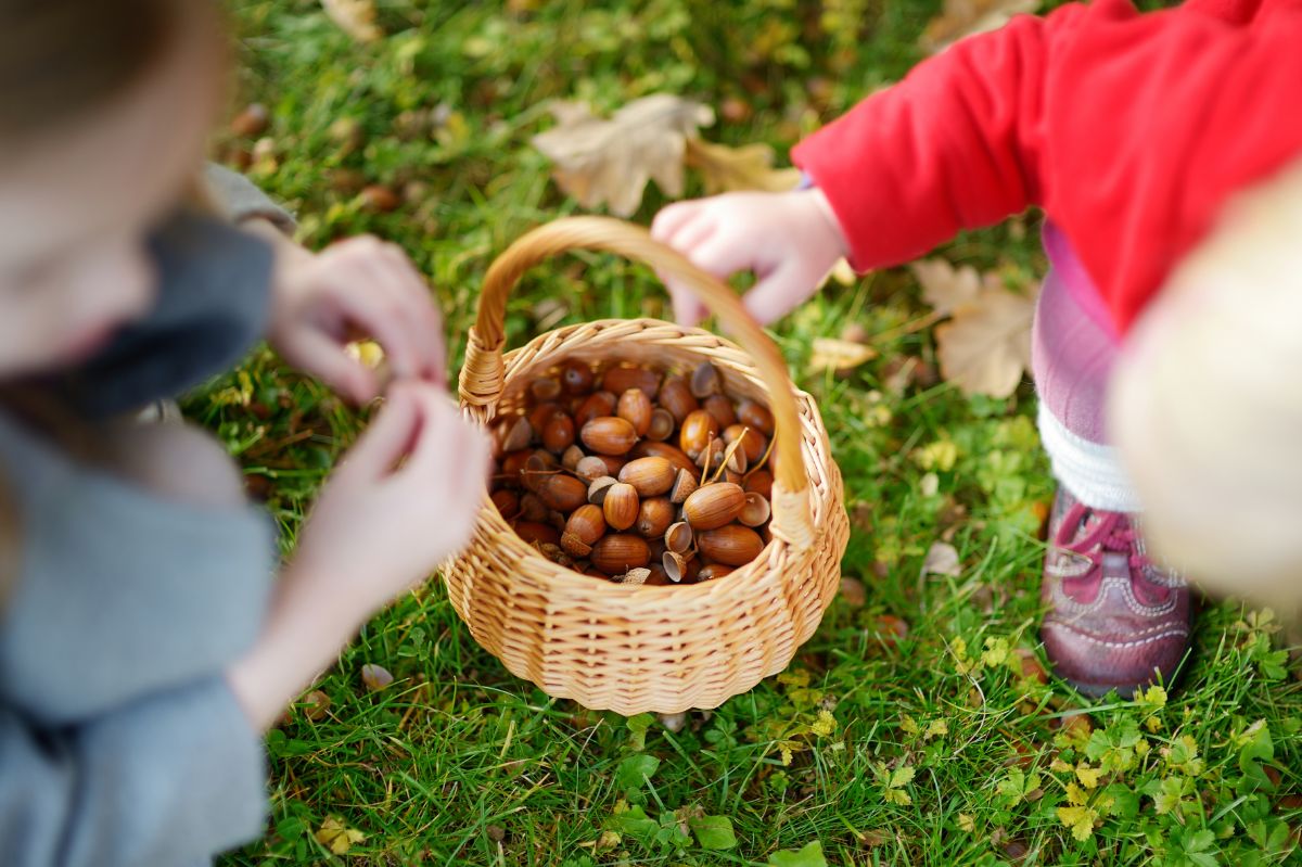 People gathering acorns in a basket for making flour