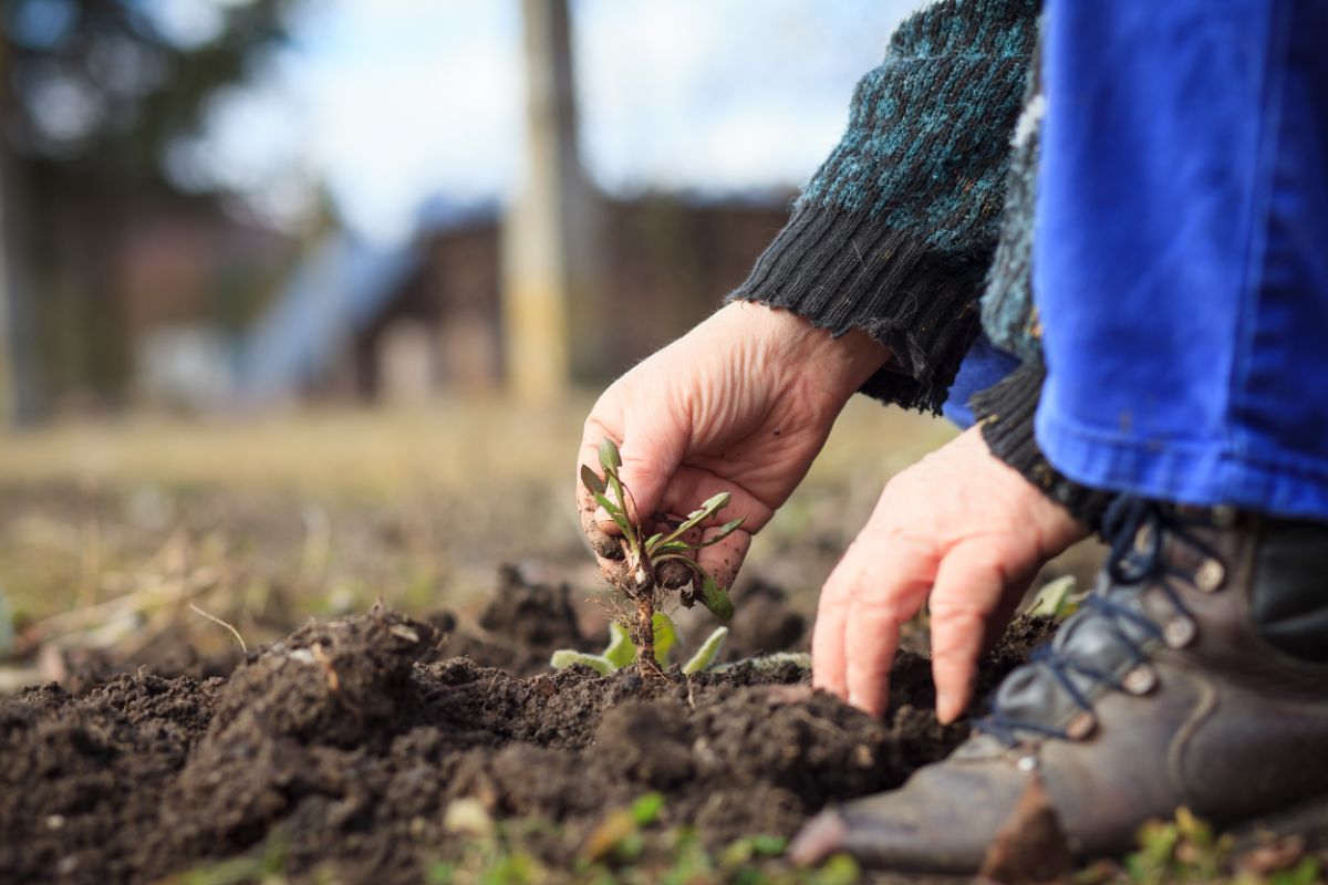 A gardener removing old plants from a fall garden