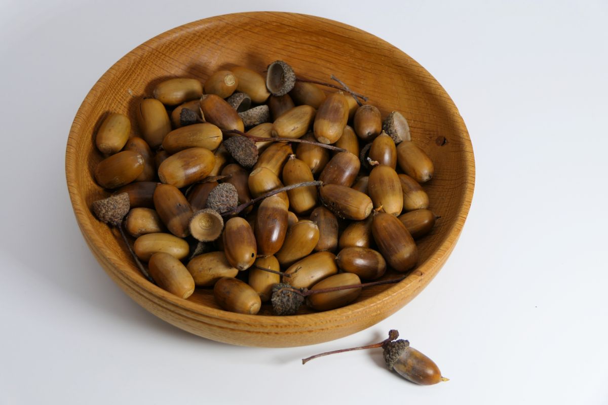 Acorns with the tops removed ready for drying