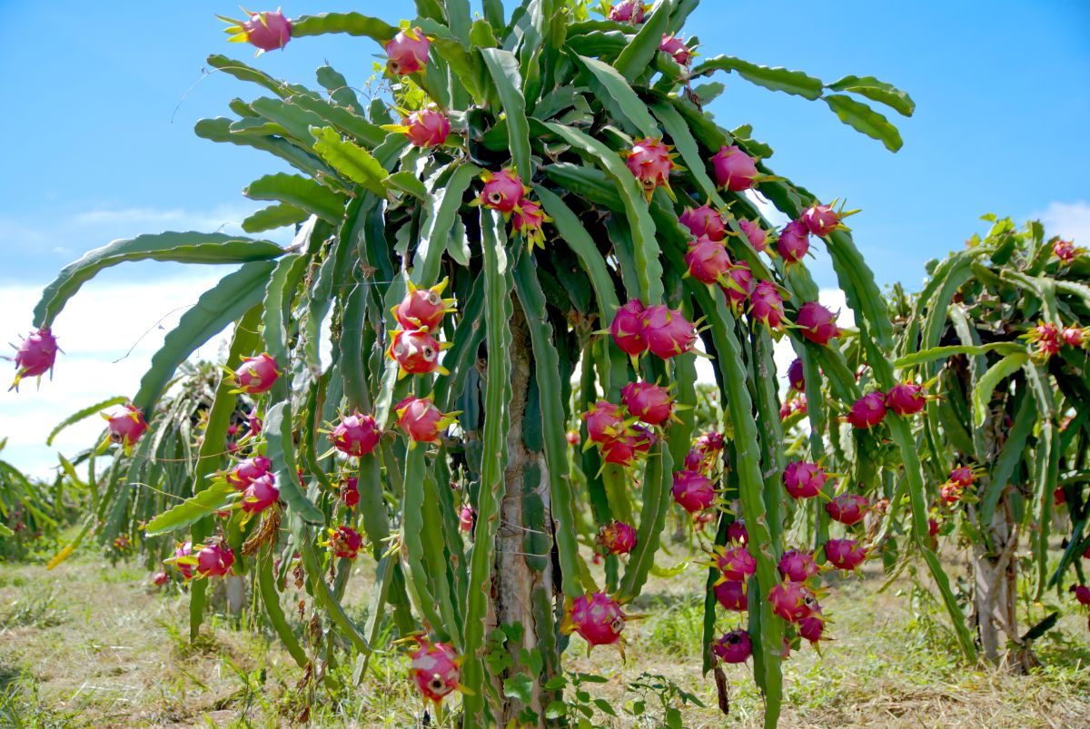 A dragonfruit cactus bearing pink fruit in the desert