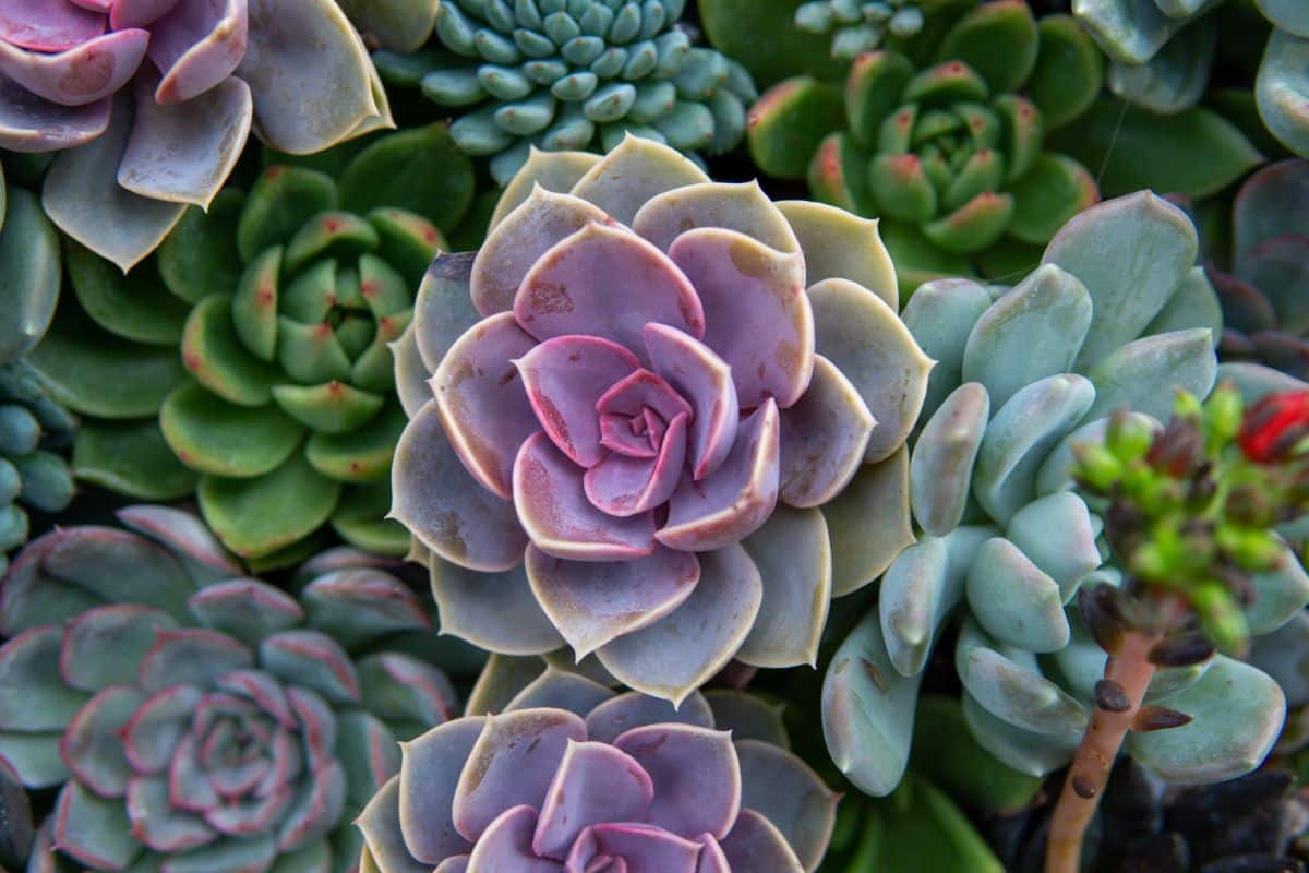 Closeup view of an Echeveria plant