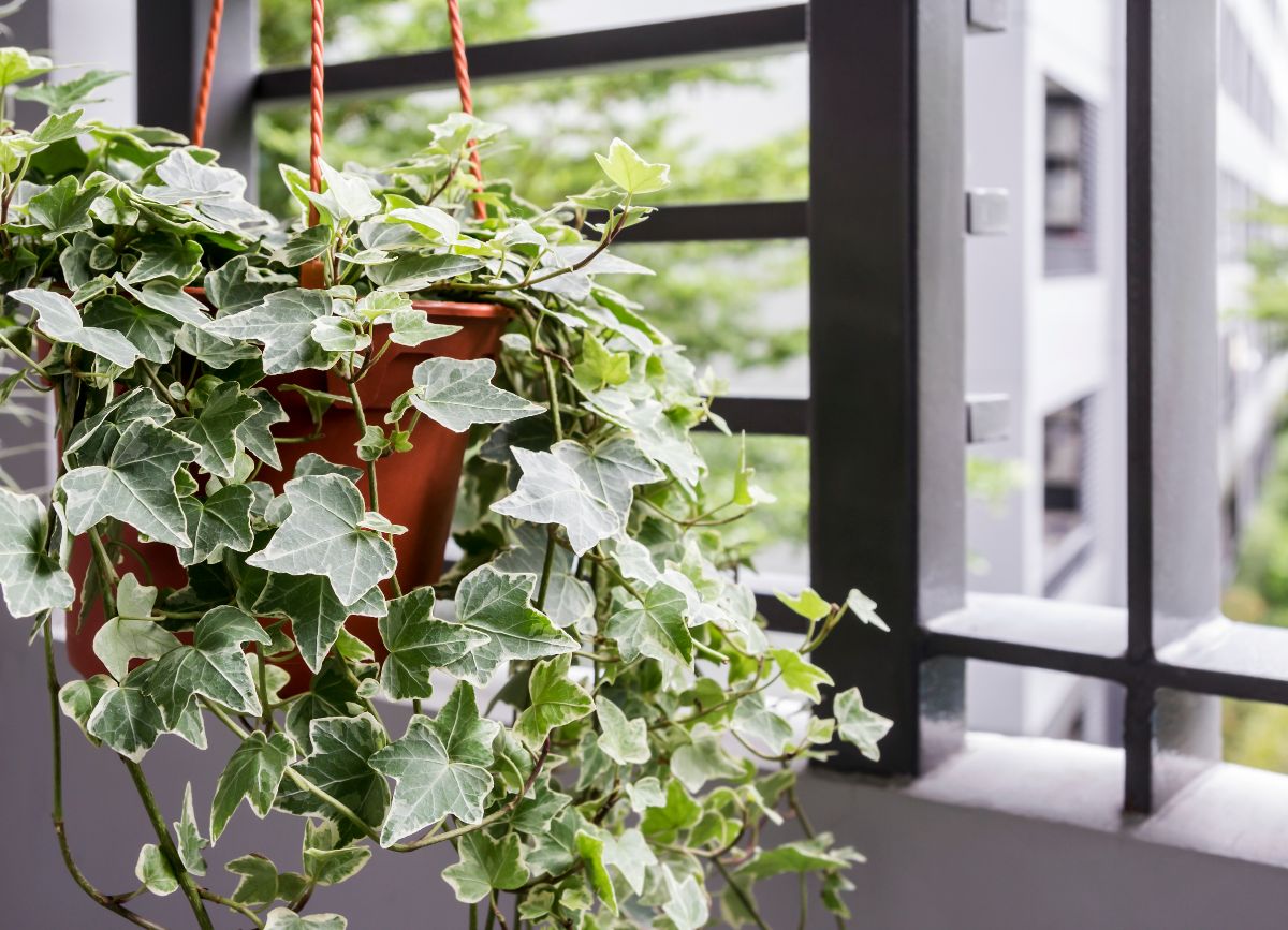A hanging ivy plant working as an air cleaner