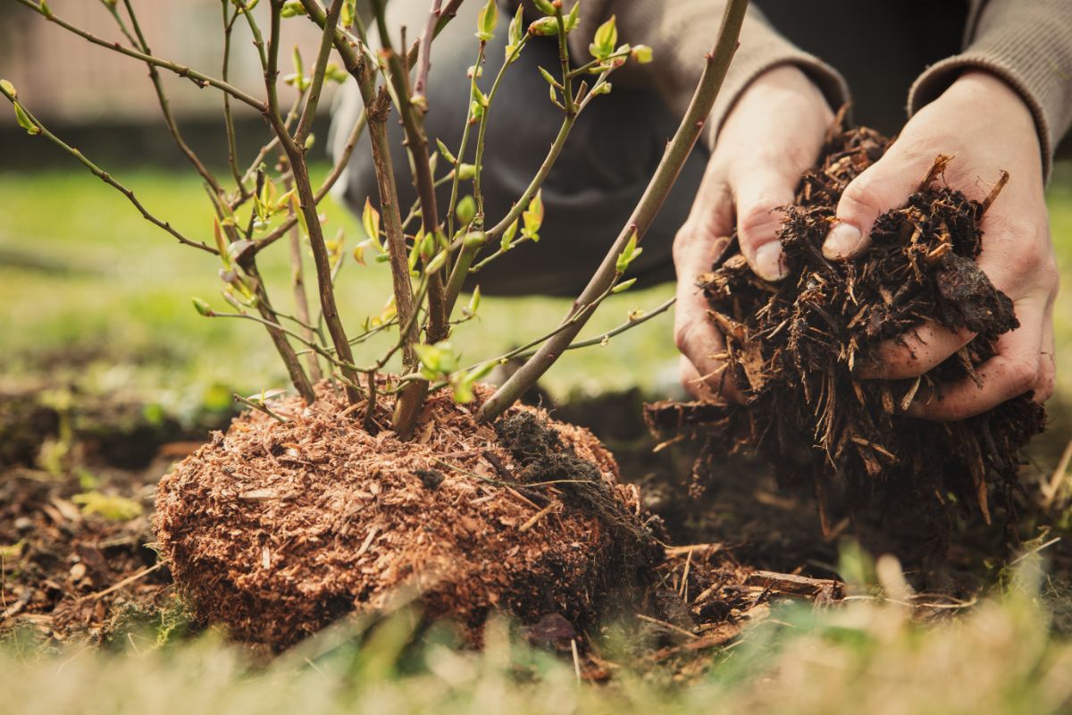 Mulch being applied to a fall garden bed