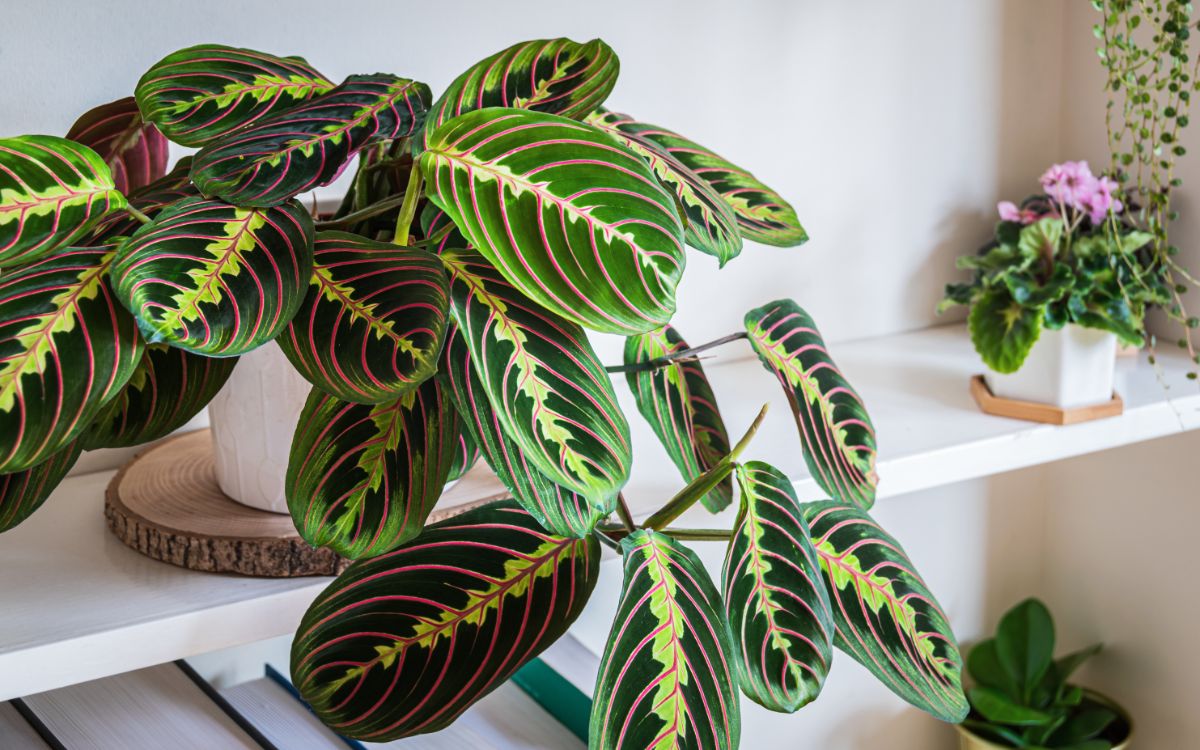 A large, trailing prayer plant on a shelf