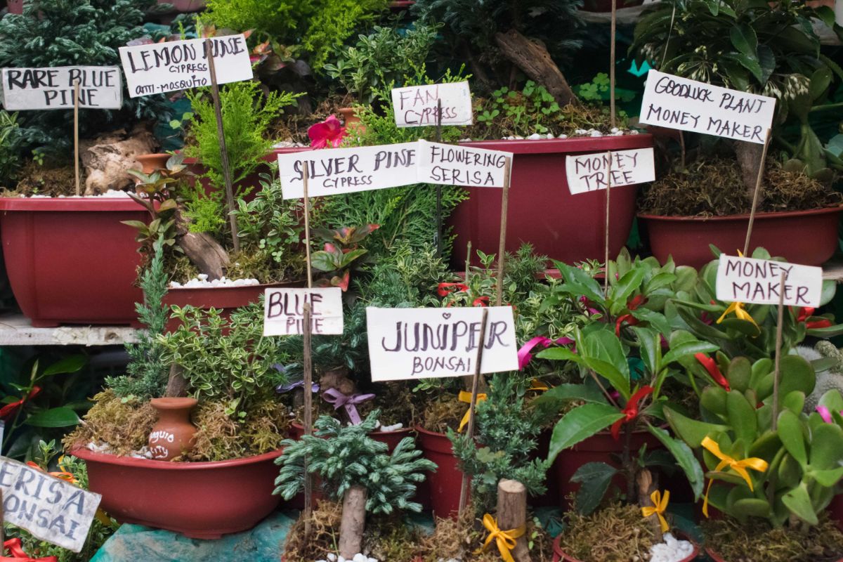 Plants in pots with homemade plant labels
