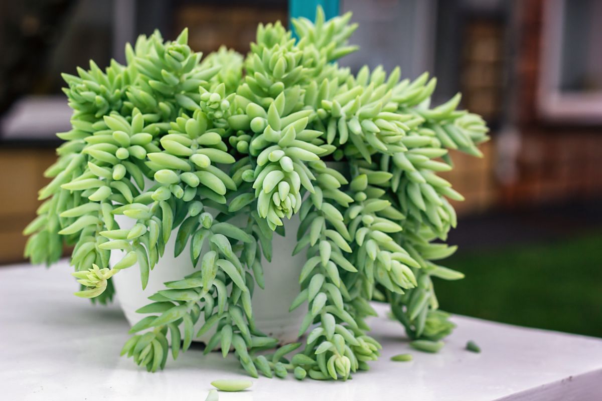 Trailing pet-friendly Burro's Tail plant