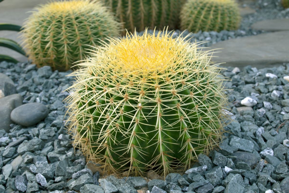 Small golden barrel cactus in a stone garden