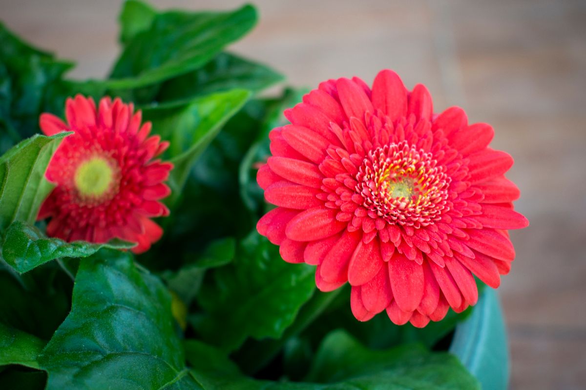 An oxygen-producing Gerbera daisy kept inside for air quality