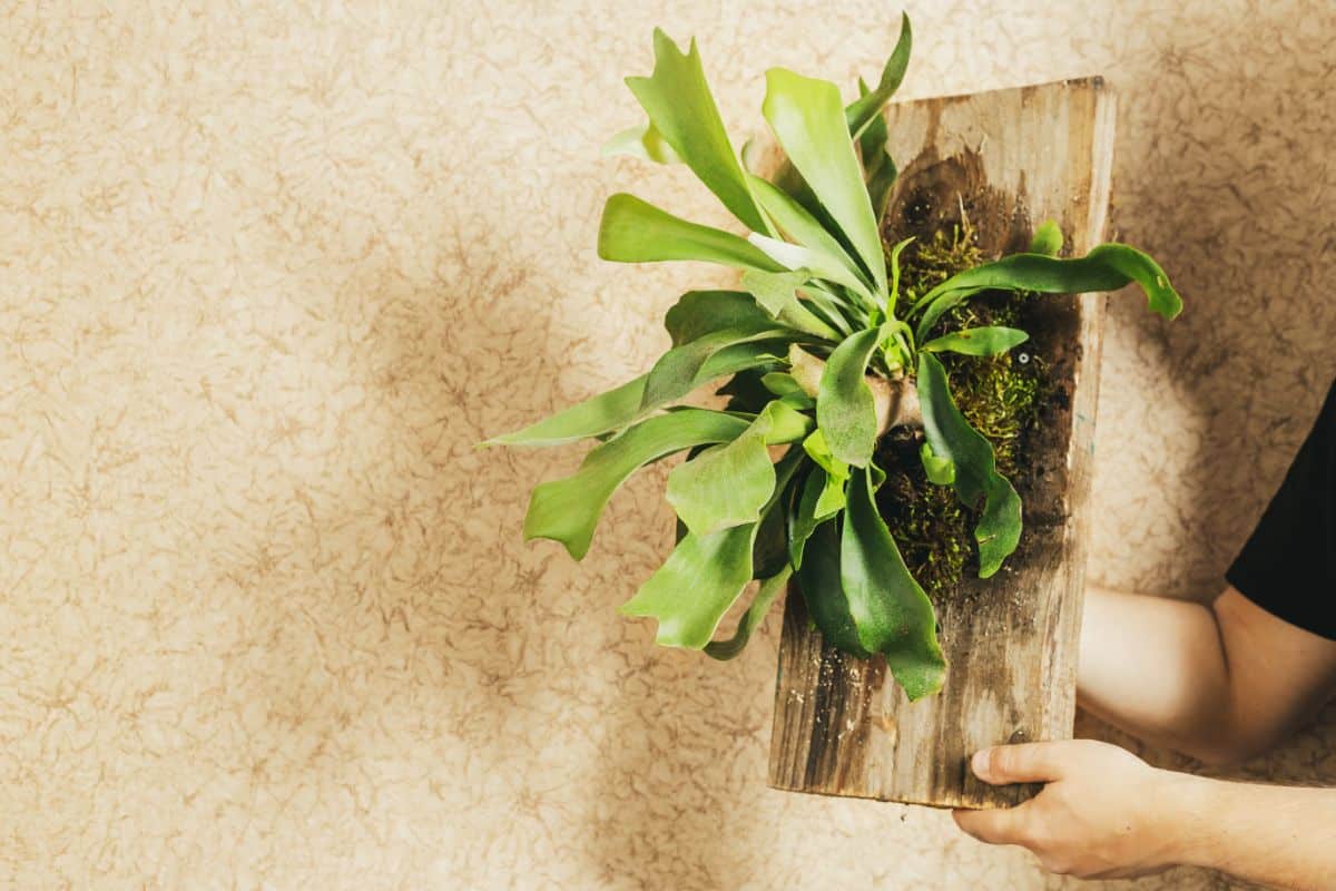A staghorn fern mounted on a board for wall hanging