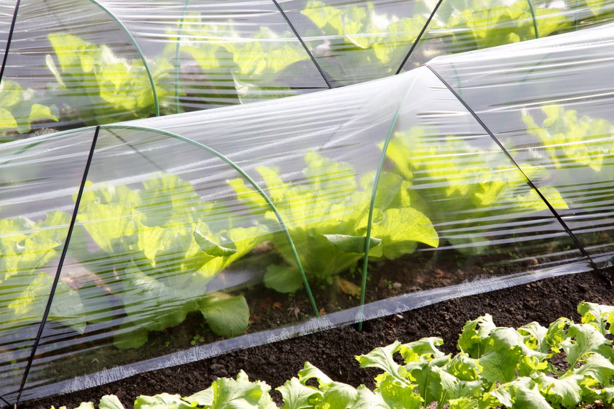 A clear greenhouse-type garden row cover extending the fall growing season