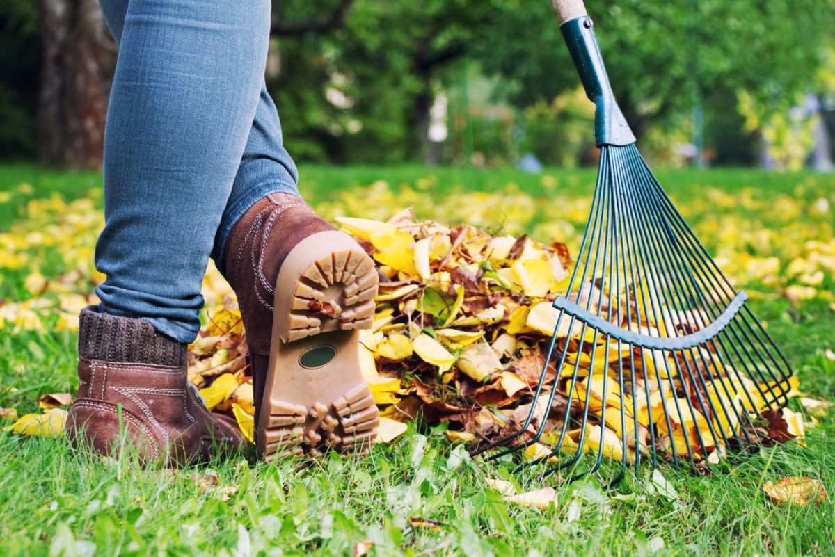 A woman raking her lawn