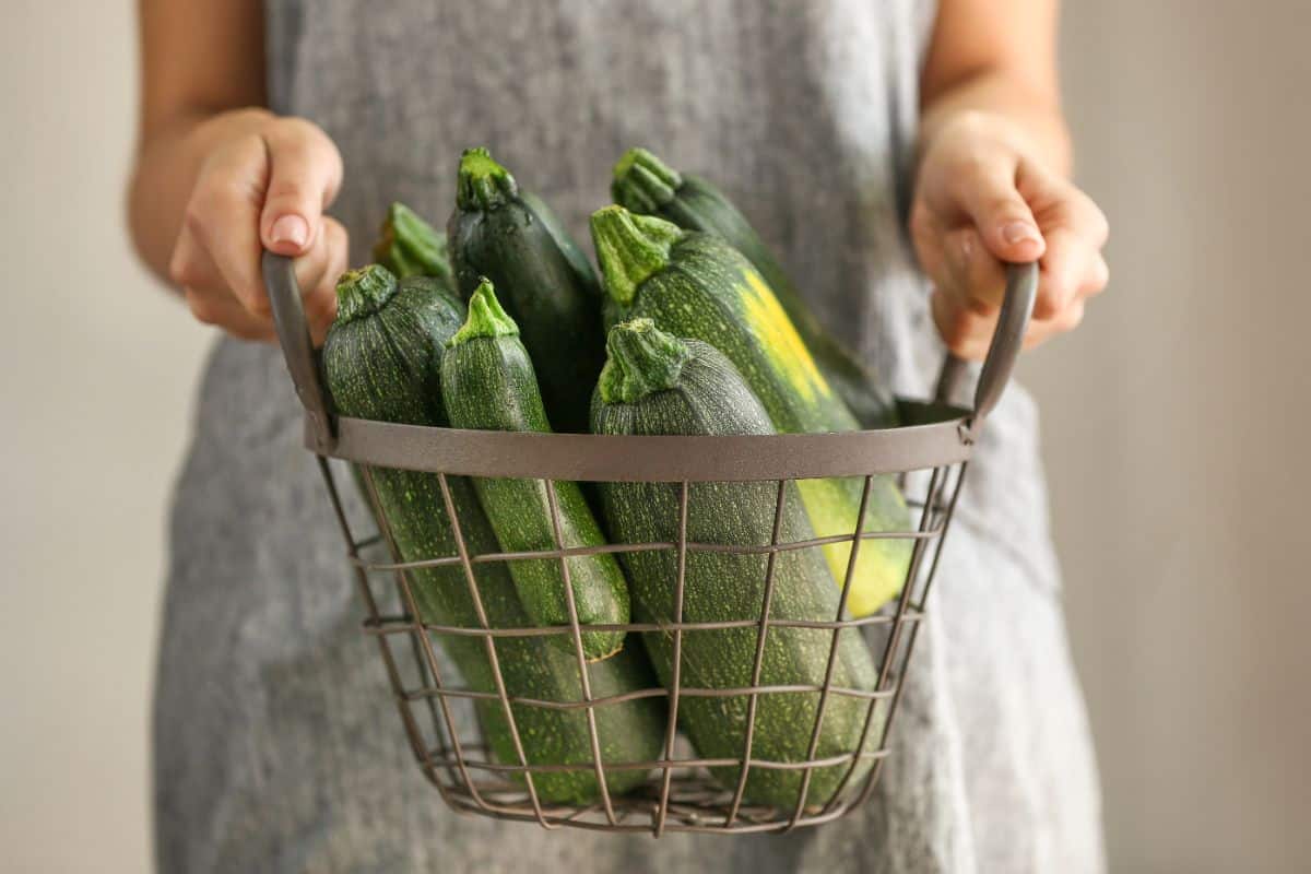 Zucchini in a basket for gifting to a neighbor