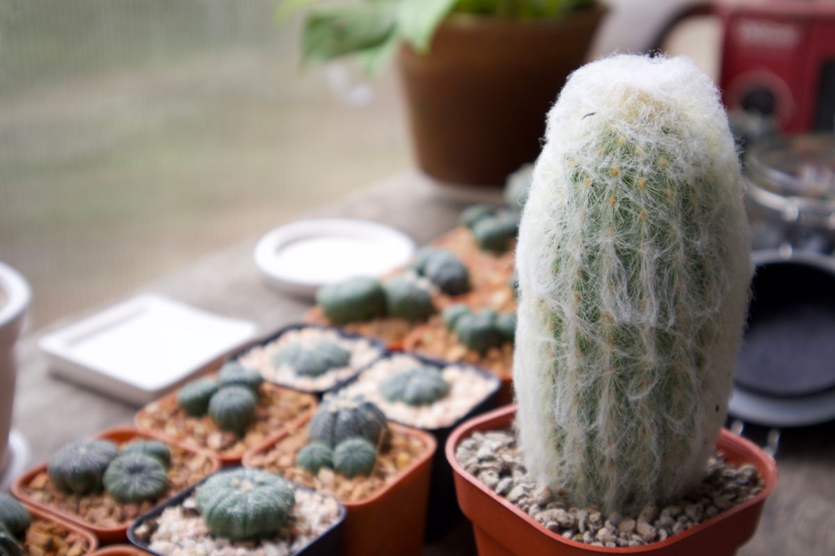 A hairy-looking Old Man Cactus in a nursery pot