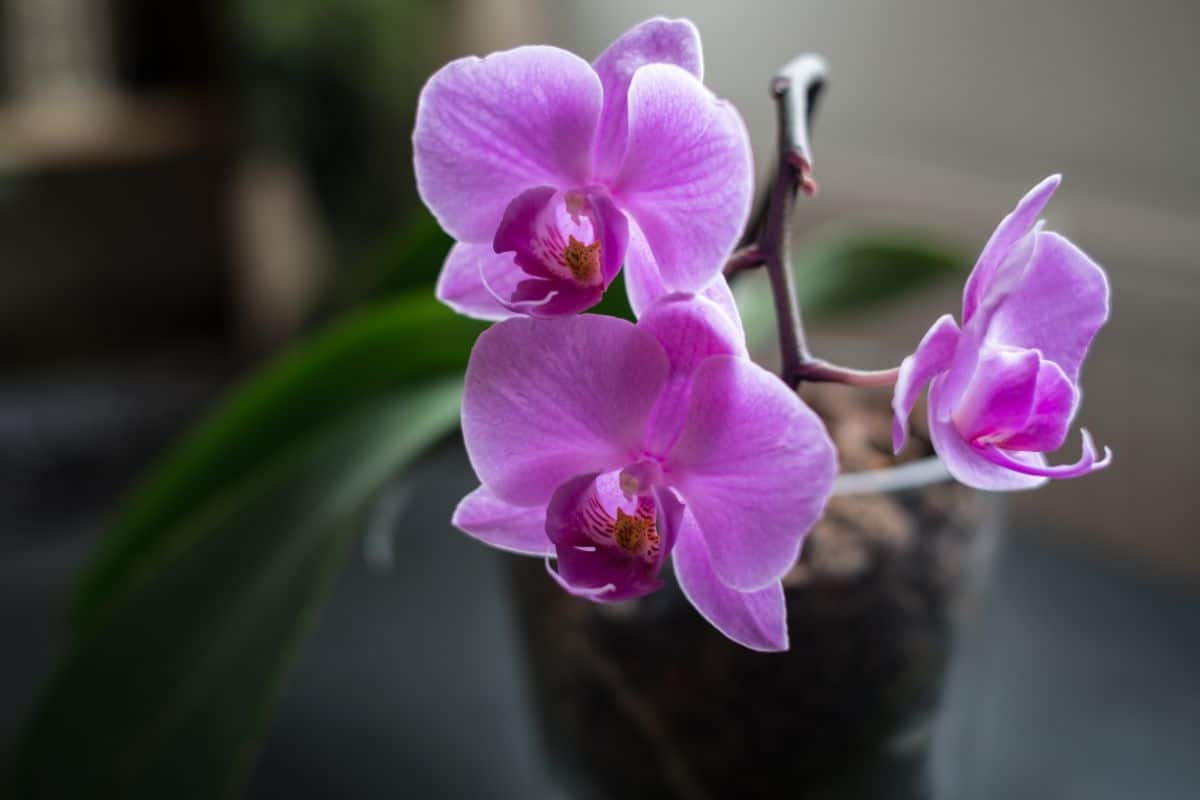 A purple phalaenopsis orchid