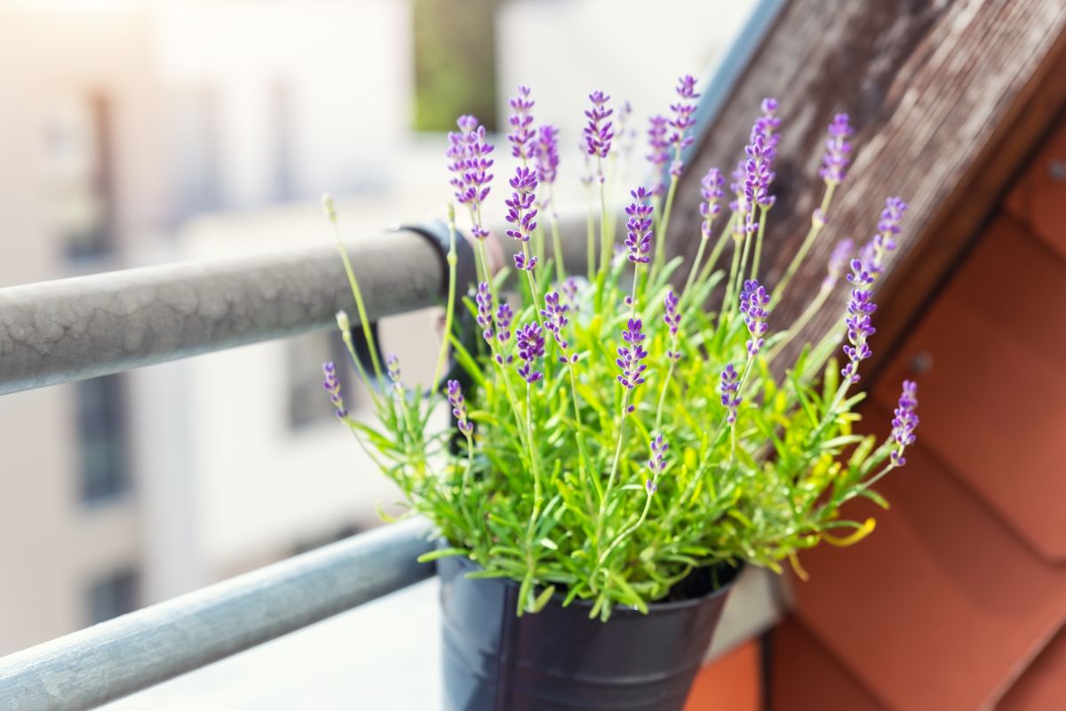 A lavender plant kept inside as a stress reducer and mood enhancer