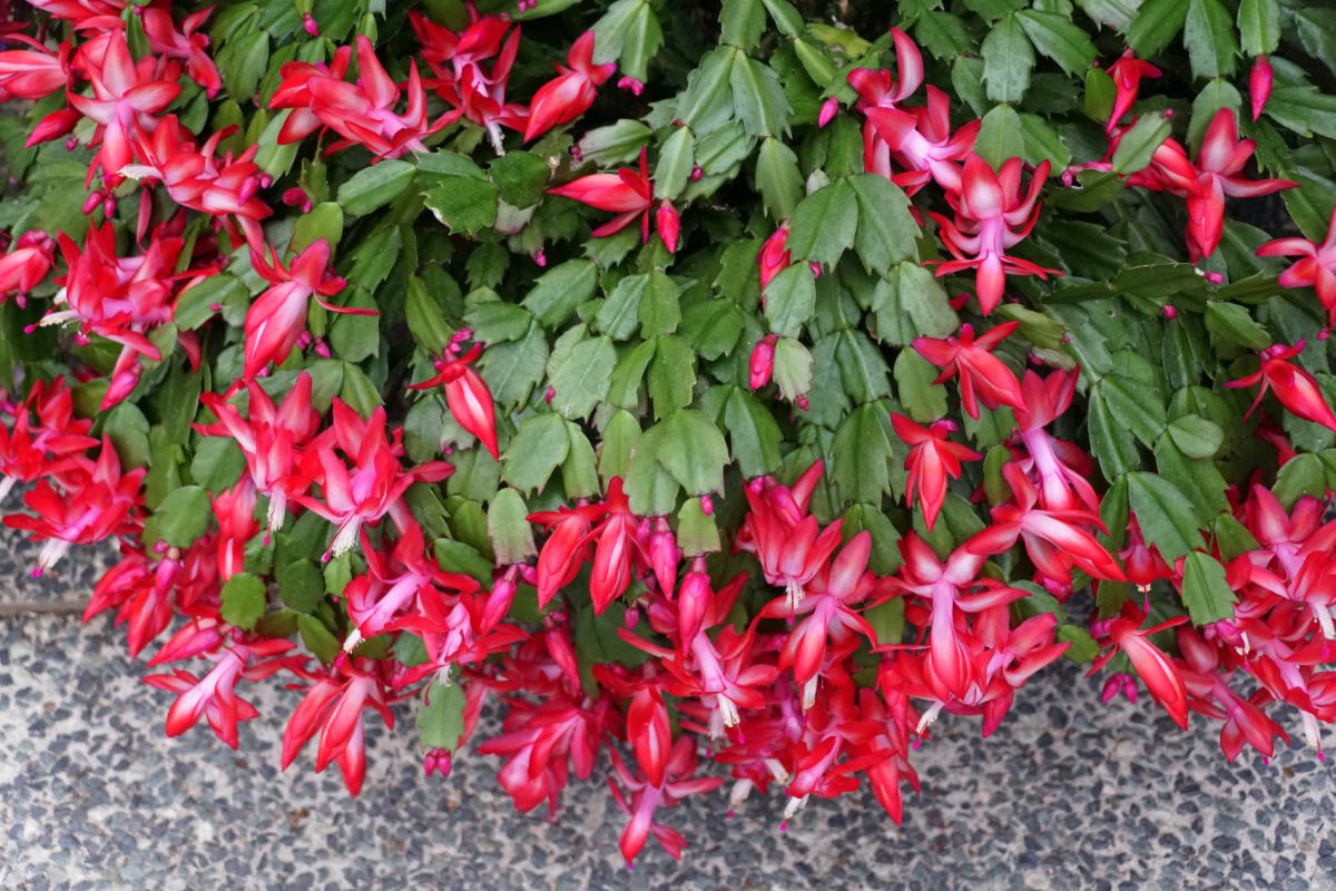 Christmas cactus plant in full bloom