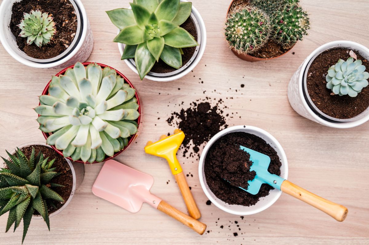 Small potted succulents used to create a fairy garden landscape