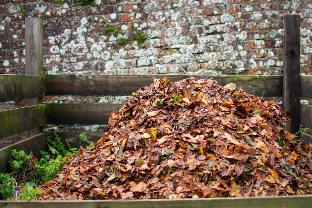 Fall leaves added to a compost pile