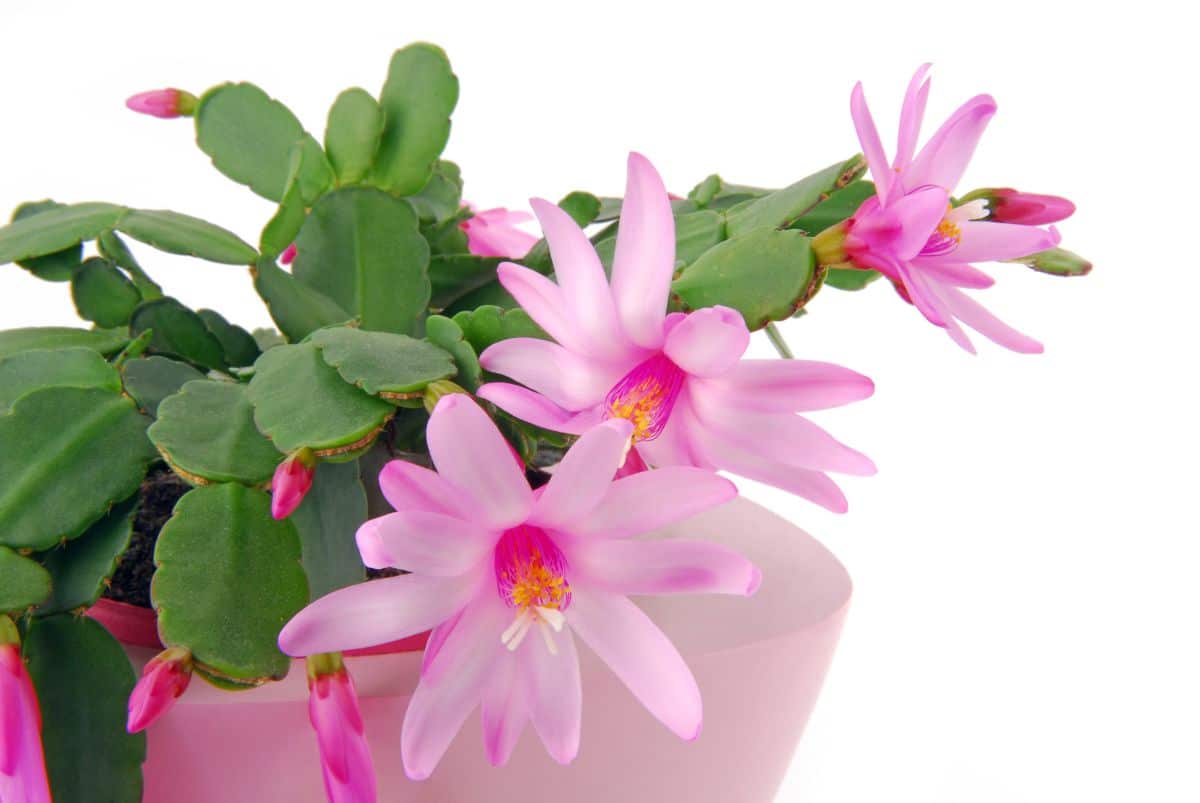 Pink-flowering Easter cactus plant