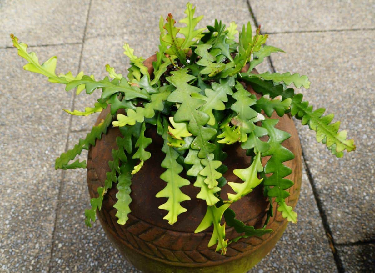 A potted Fishbone cactus overhanging its planter's edge.