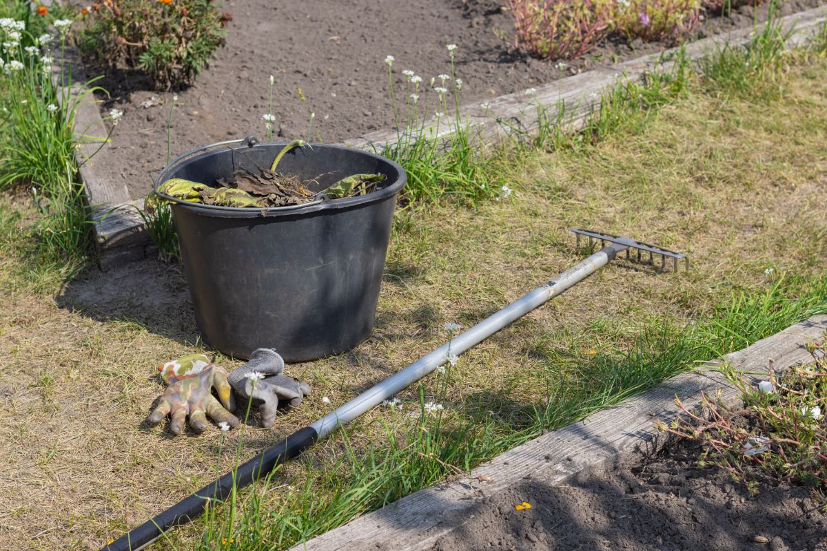 A garden being cleaned up as some plants finish for the year