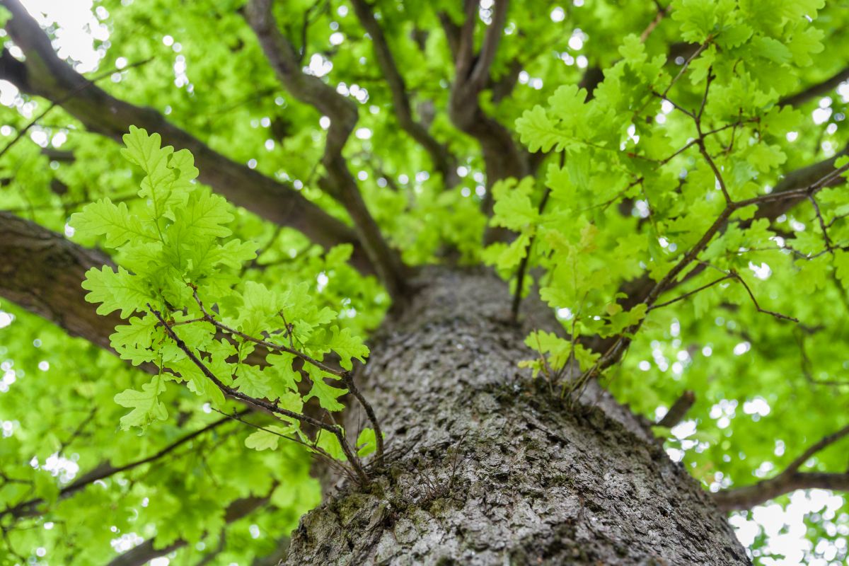 Looking up the trunk of an oak tree