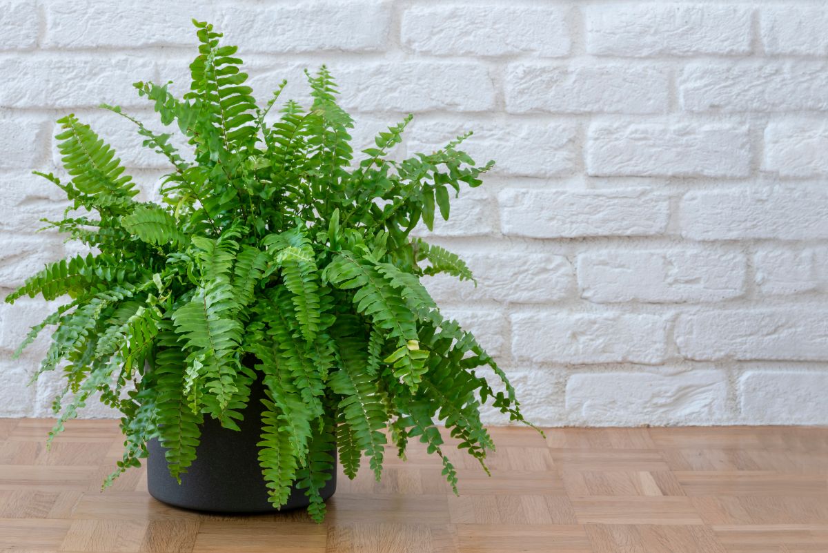 A dust-busting, mold-fighting fern