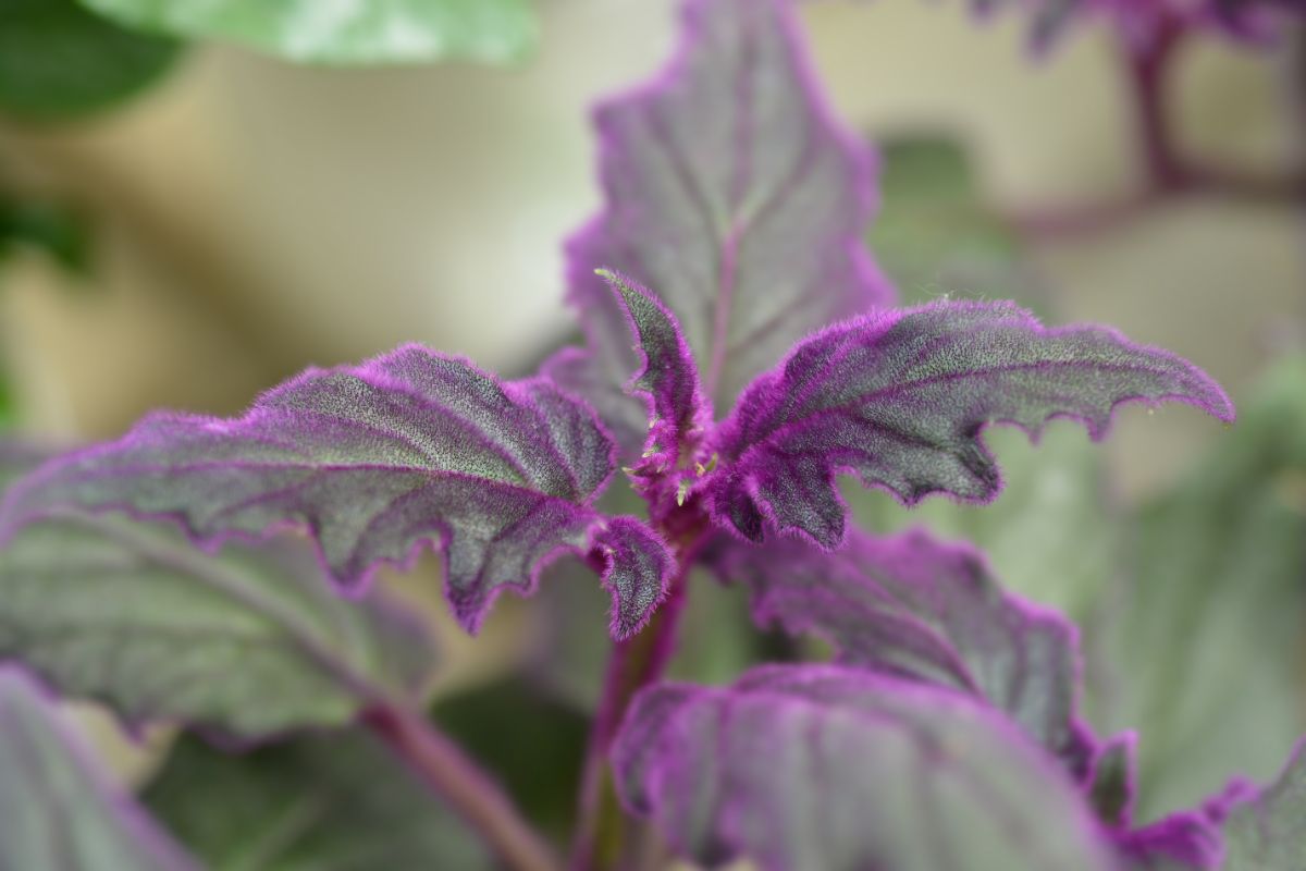 Closeup of a fuzzy, velvet-leafed purple passion plant