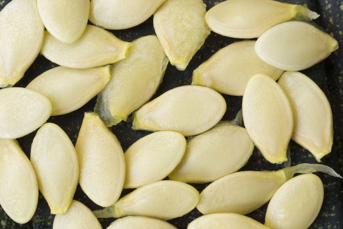 Zucchini seeds being prepped for saving