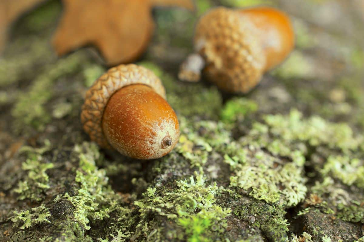 Acorns on mossy bark