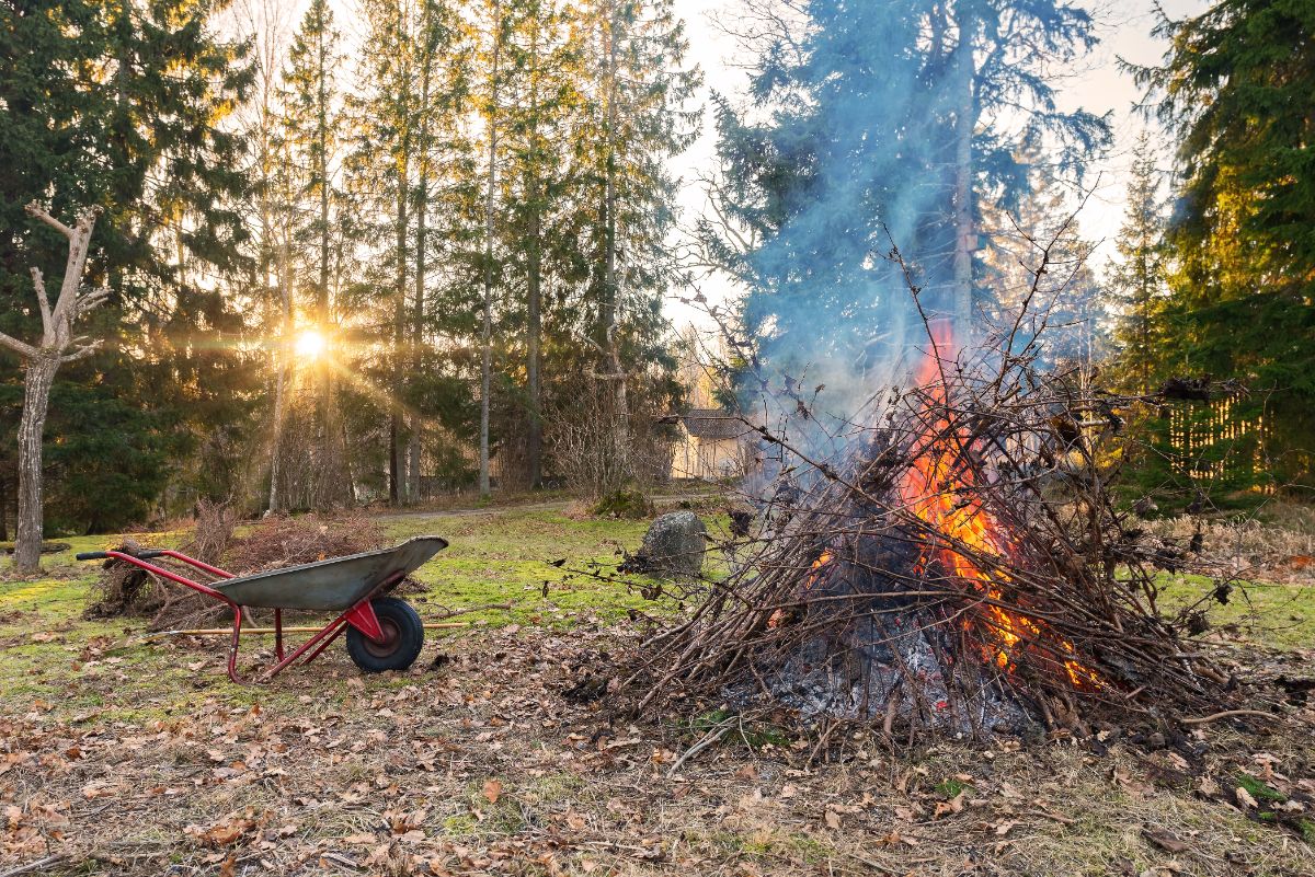 A fire burning diseased plant materials 