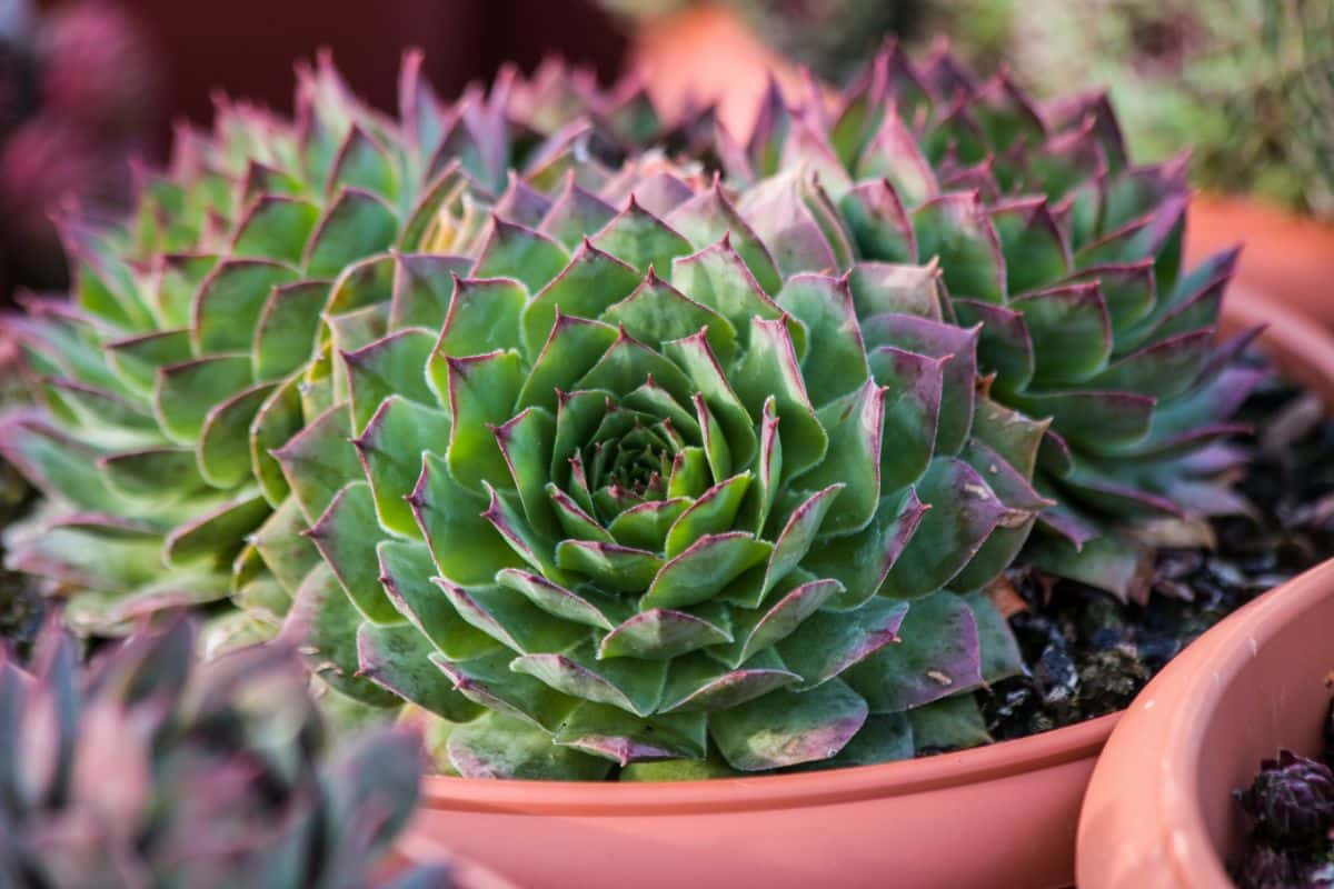 Potted Hen and Chicks succulent plant