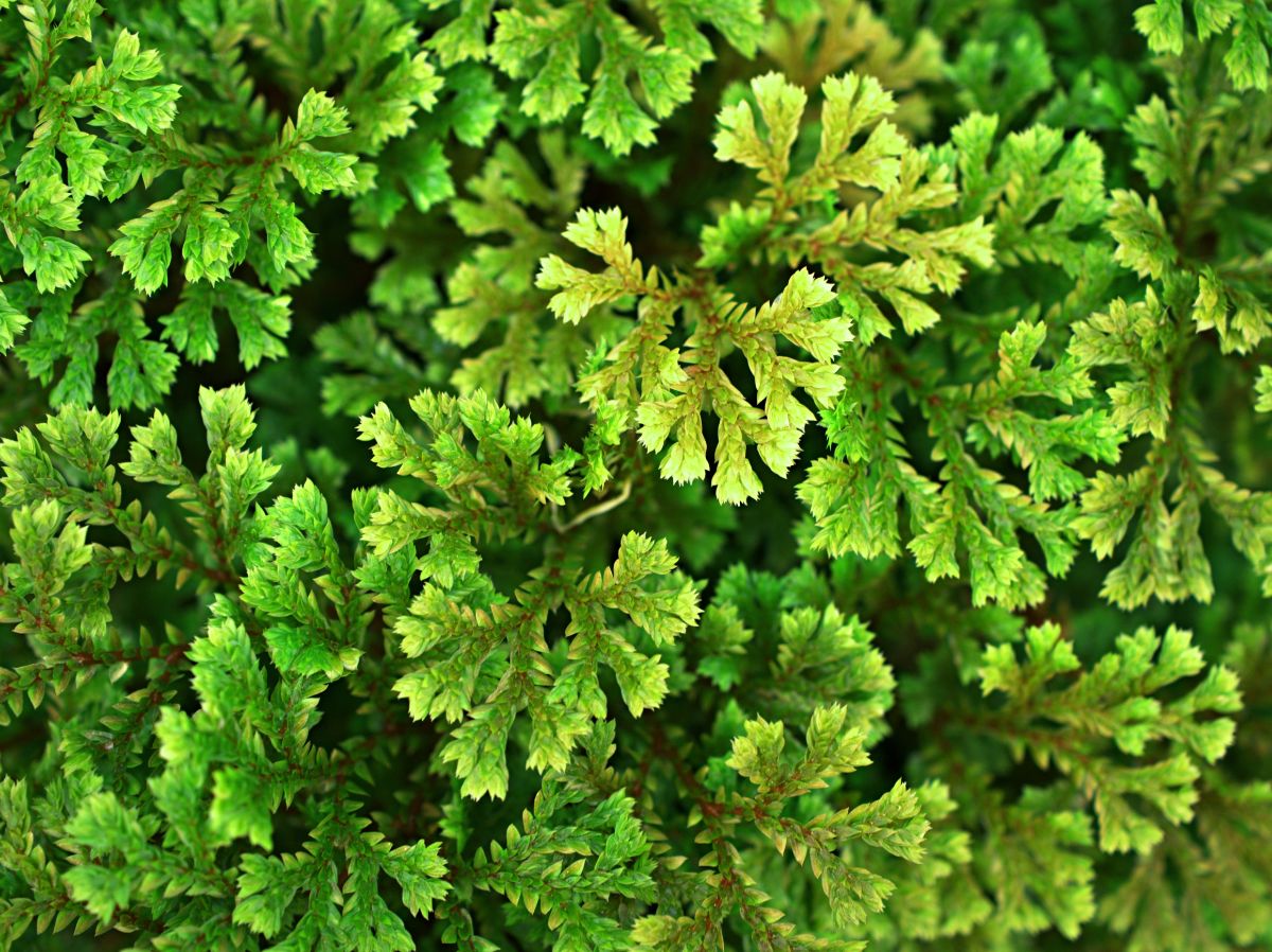 An up close picture of green moss for a fairy garden